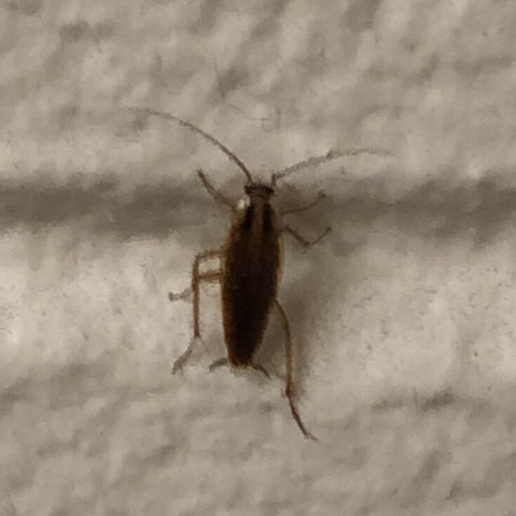german cockroach