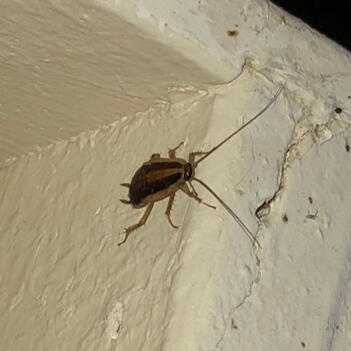 german roach instar