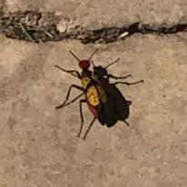 iron cross blister beetle