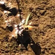 honeybee i think