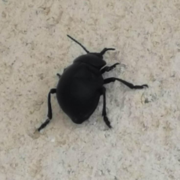 idr beetle