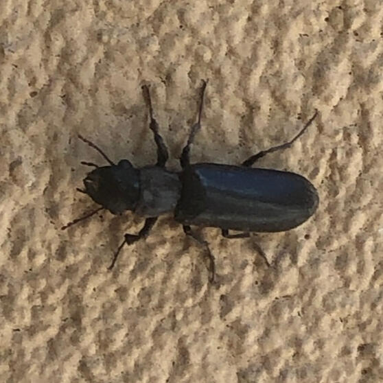 stout&#39;s hardwood borer