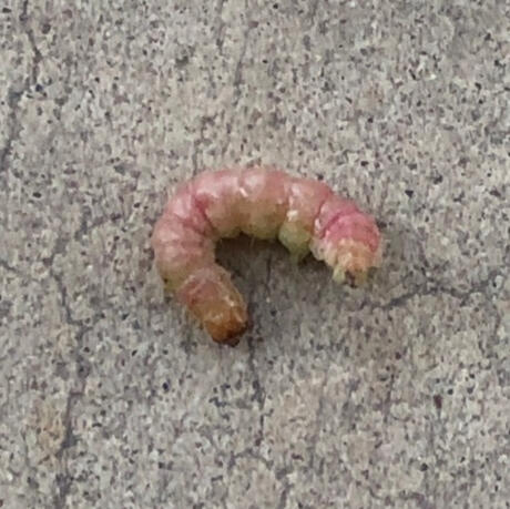 palm flower moth &#39;pillar