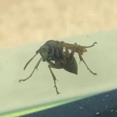 cool wasp