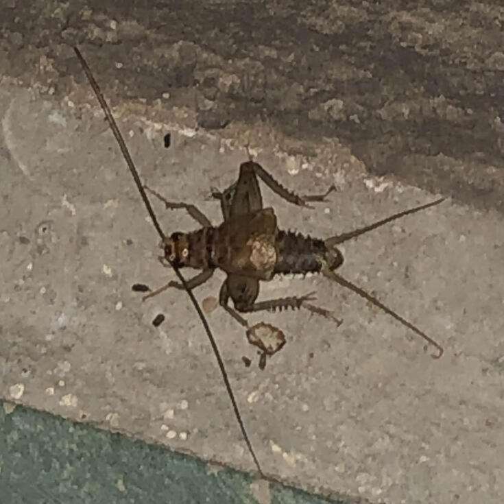 regular ol cricket